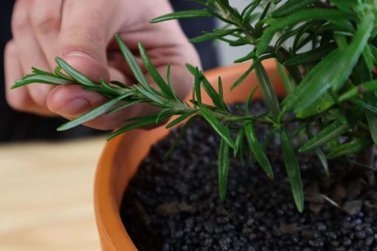 How When To Prune Rosemary For Big Bushy Plants