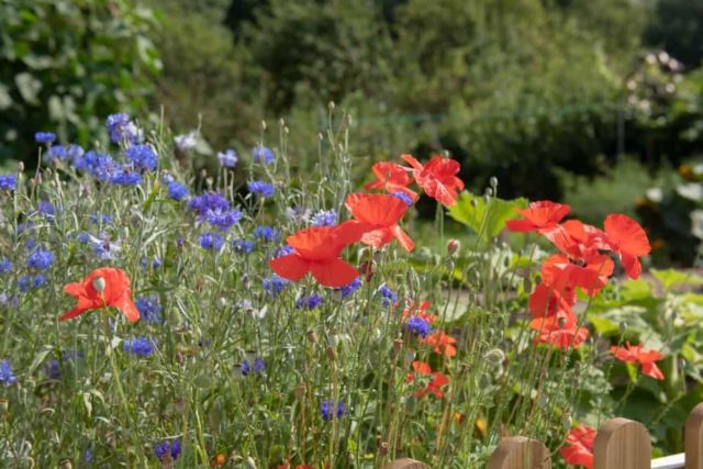 Beautiful Plants That Will Self Seed All Over Your Backyard