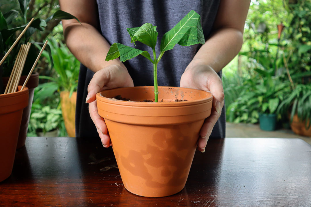 How To Propagate Hydrangeas From Cuttings In Easy Steps