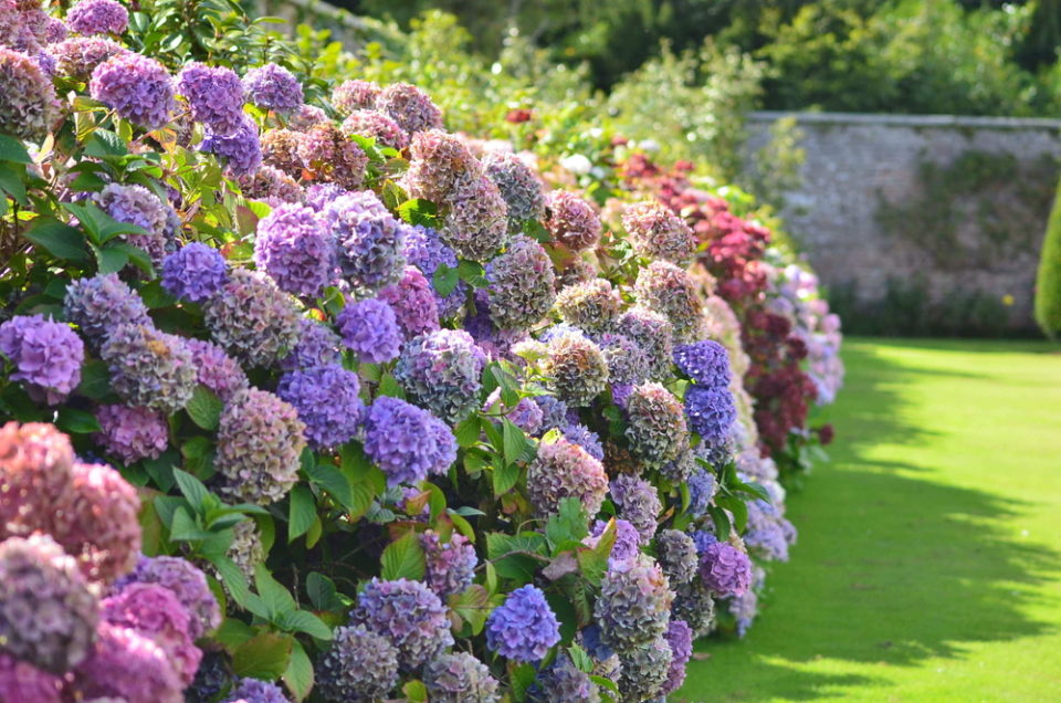 How To Propagate Hydrangeas From Cuttings In 7 Easy Steps