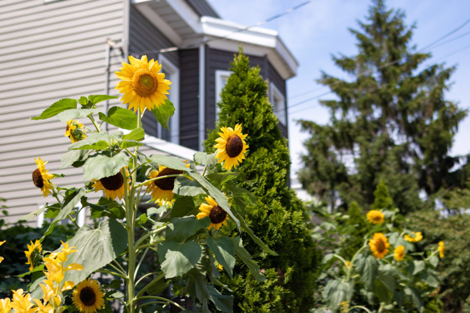 Secrets For Growing Giant Sunflowers