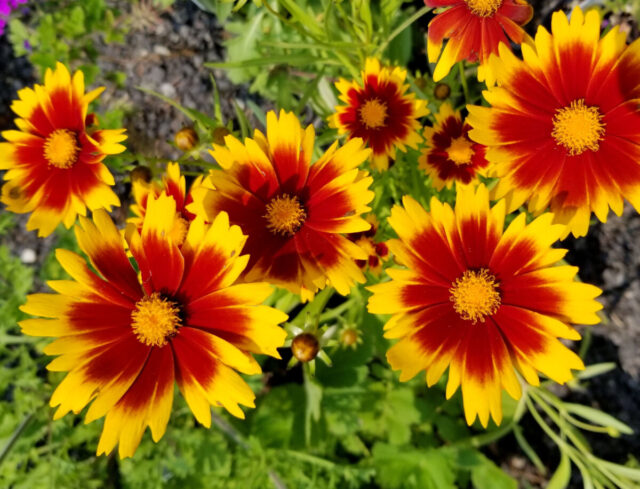 Reasons To Grow Blanket Flower Gaillardia The Perennial That