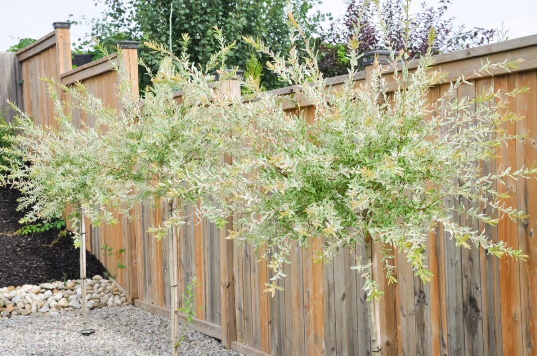 Reasons To Plant A Dappled Willow How To Care For It