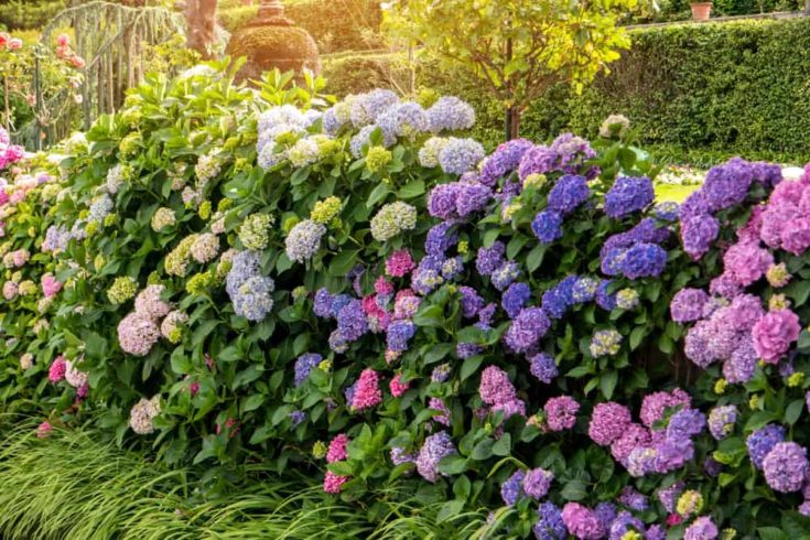 20 Best Low Maintenance Perennial Bushes & Shrubs