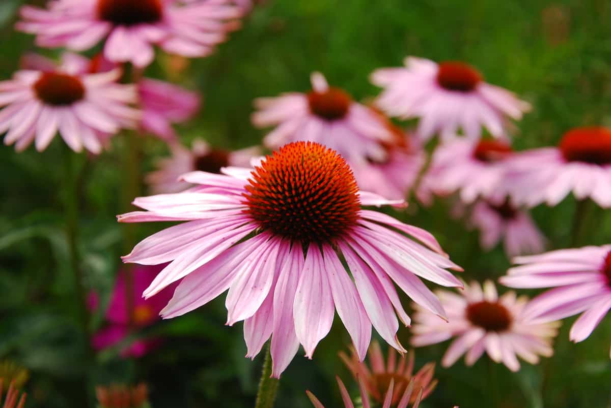 10 Shade Tolerant Wildflowers That Burst With Color