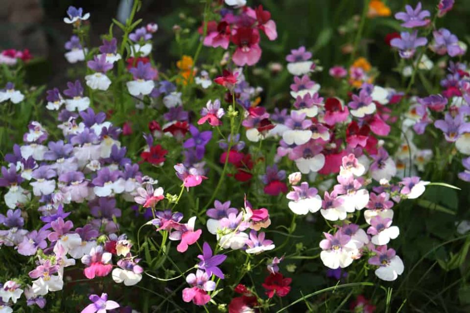 5 Cascading Plants & Flowers for Window Boxes