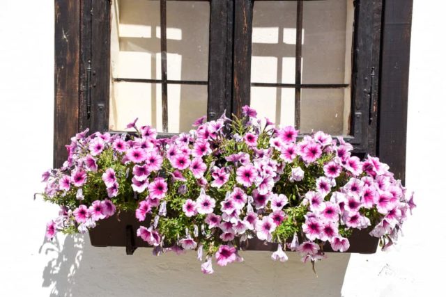 5 Cascading Plants & Flowers for Window Boxes