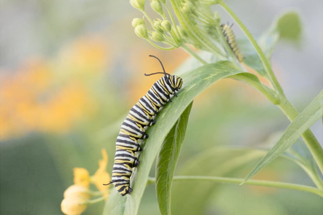 How To Grow Milkweed For An Endless Display Of Monarch Butterflies 9281