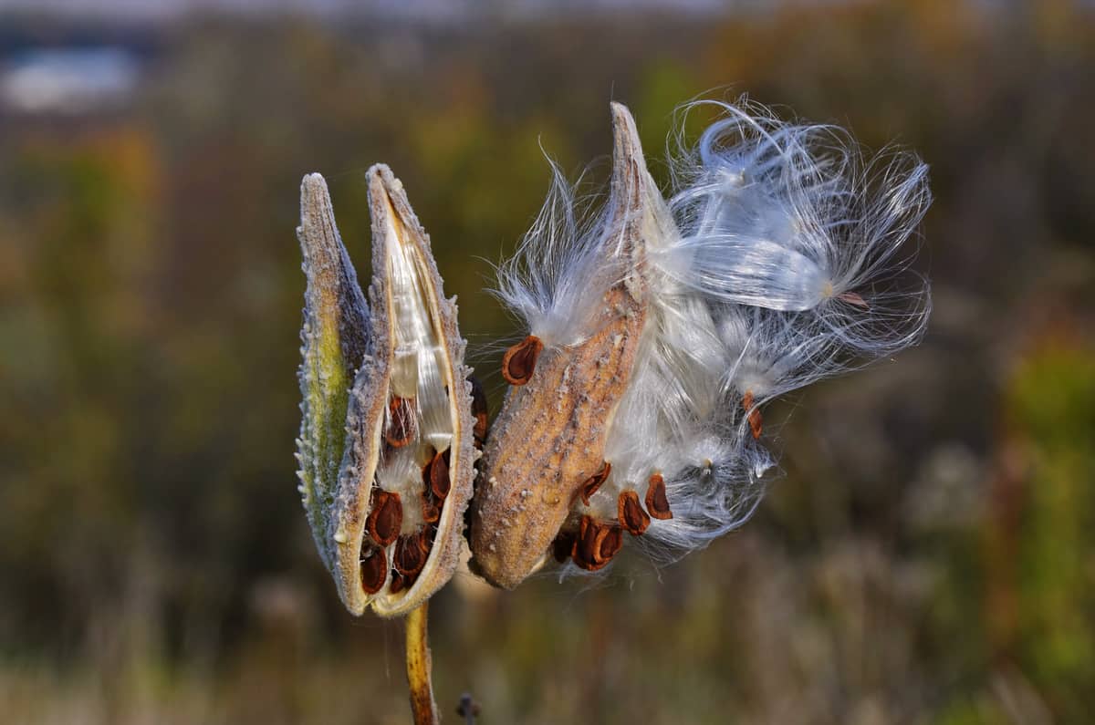 How To Grow Milkweed For An Endless Display Of Monarch Butterflies 1352