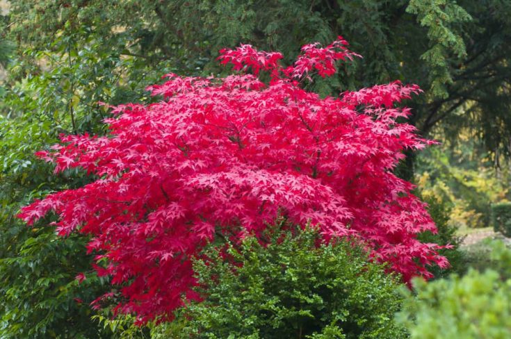 15 Plants, Shrubs & Trees That Grow In Total Shade