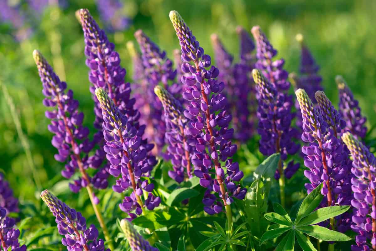 11 Tall Perennials To Add Depth & Beauty To Your Garden