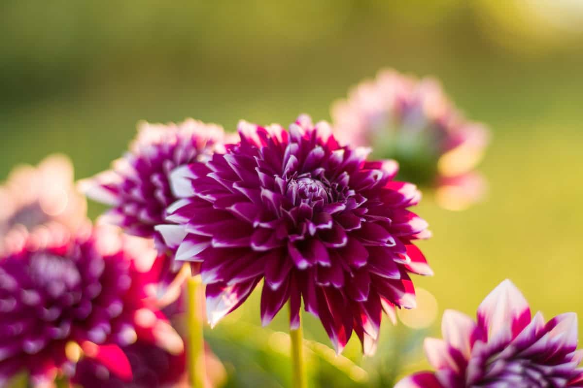 5 Bulbs To Plant In Spring For Summer & Fall Beauty