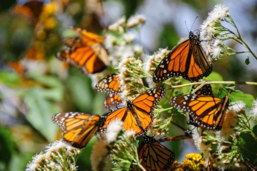 Butterfly Plants: 16 Plants To Turn Your Backyard Into A Butterfly Paradise