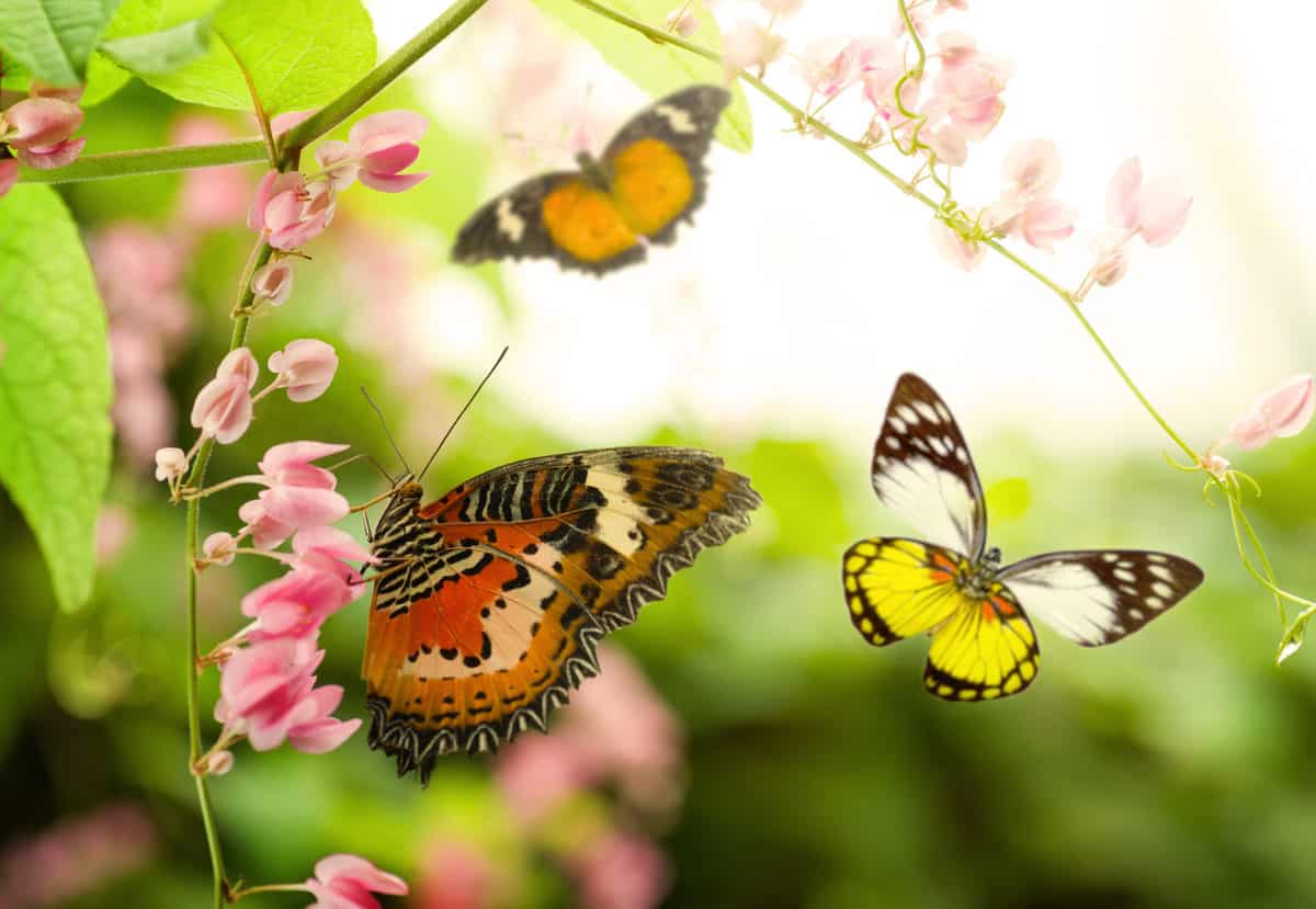 
Butterfly-friendly plants