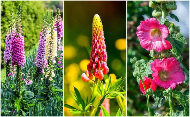 11 Tall Perennials To Add Depth & Beauty To Your Garden