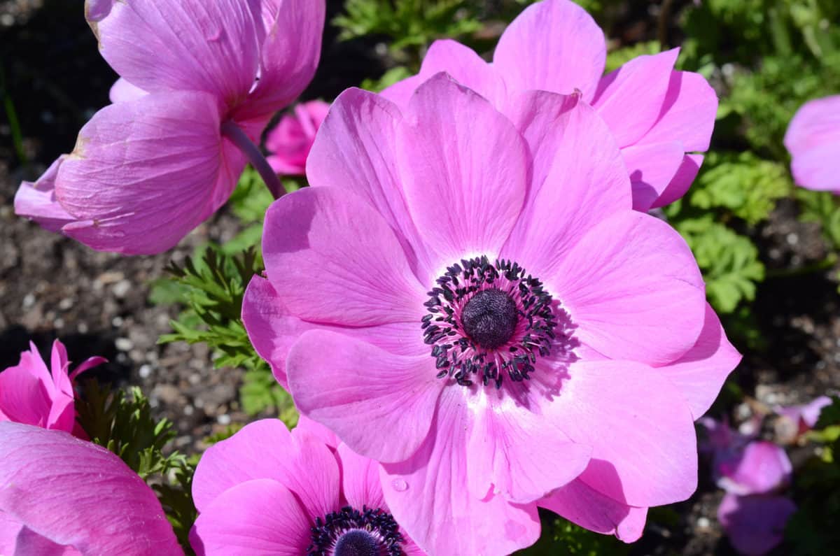 21 Beautiful Pink Perennials for Your Backyard