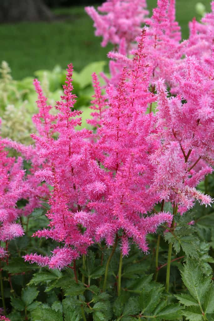 21 Beautiful Pink Perennials for Your Backyard