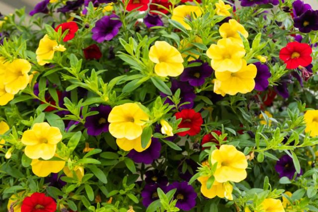 25 Best Flowering Plants for Pots