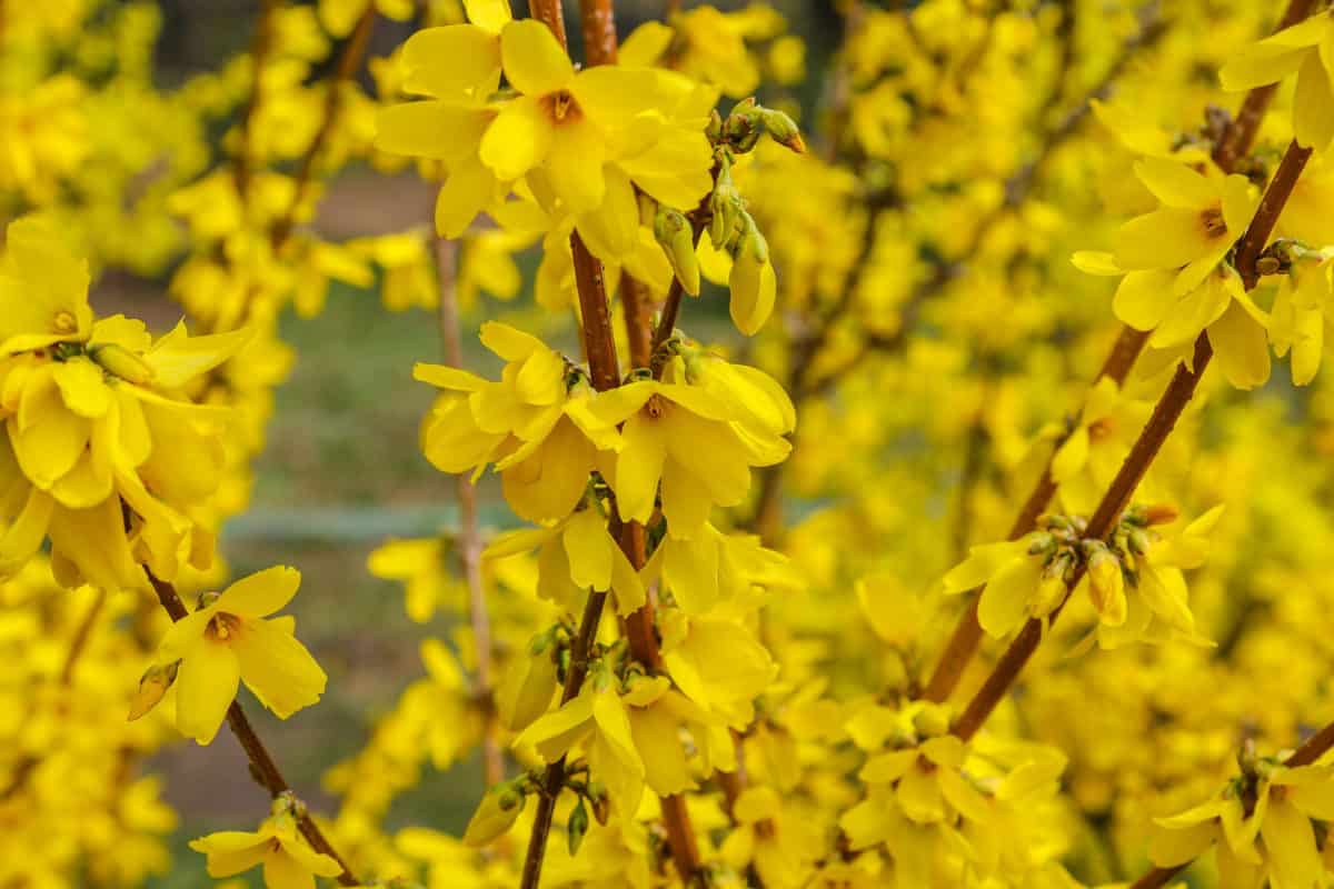 8 Early Spring Flowering Shrubs To Wake Up Your Backyard