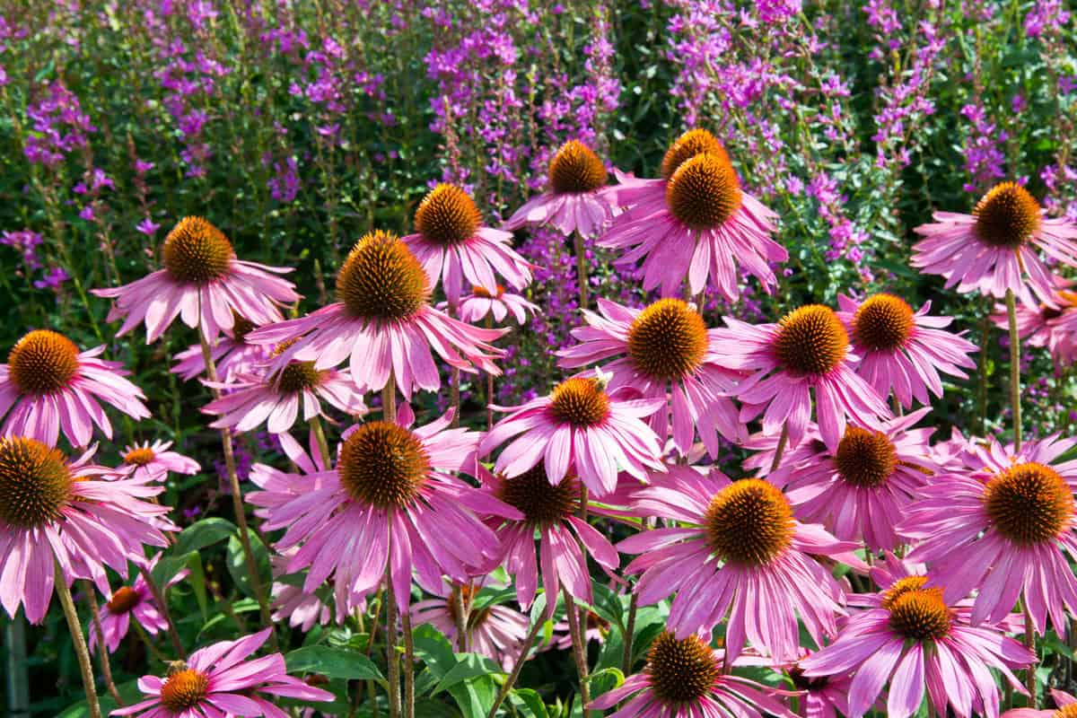 21 Beautiful Pink Perennials for Your Backyard