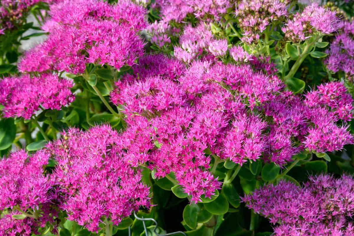 21 Beautiful Pink Perennials for Your Backyard