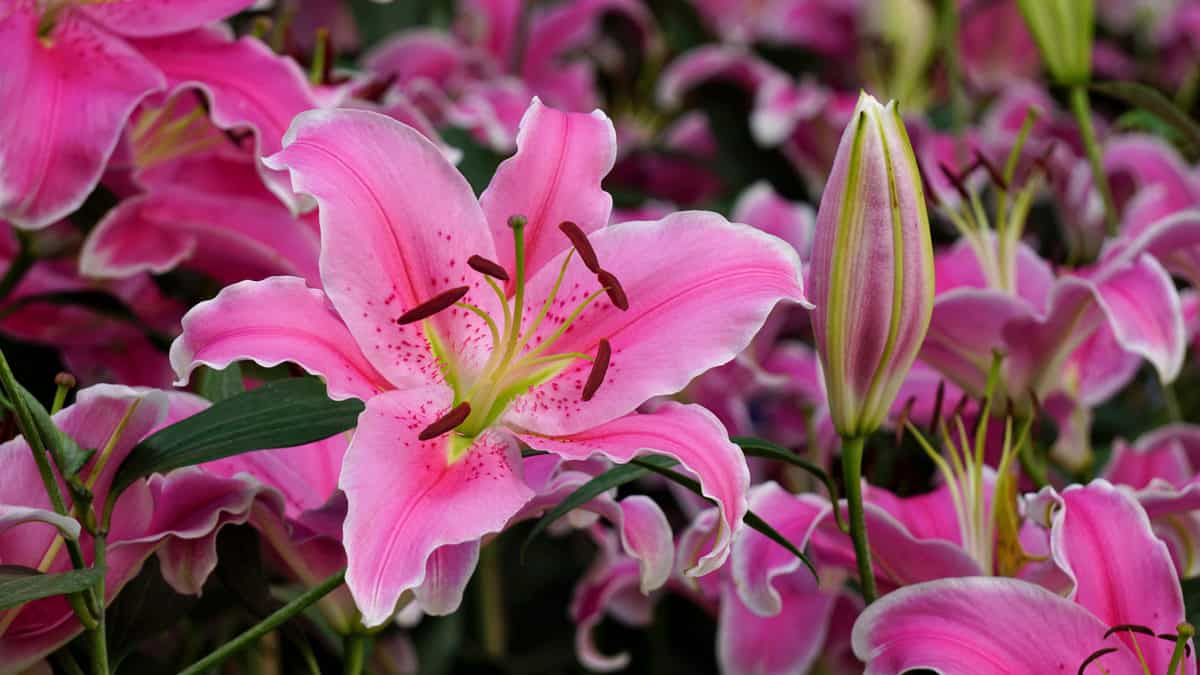 10 Lily Varieties to Fall In Love With