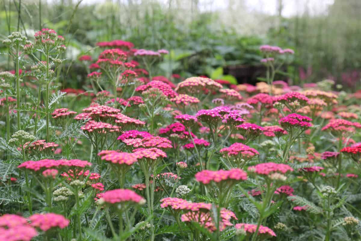 21 Beautiful Pink Perennials For Your Backyard 