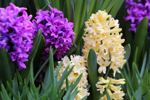 15 Fragrant Flowers for a Sweet-Smelling Garden