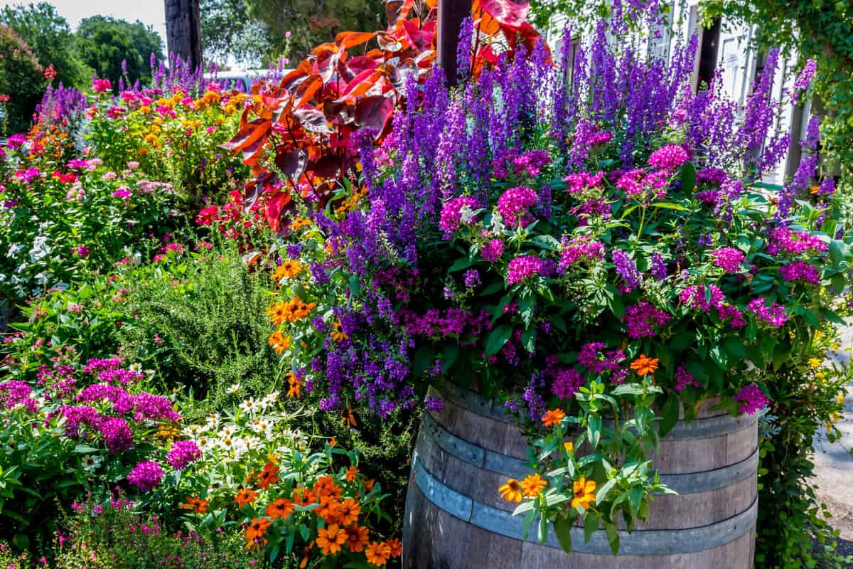 25 Best Flowering Plants For Pots