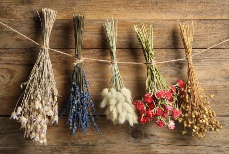 Best Cheap Dried Flowers At Paula Dann Blog