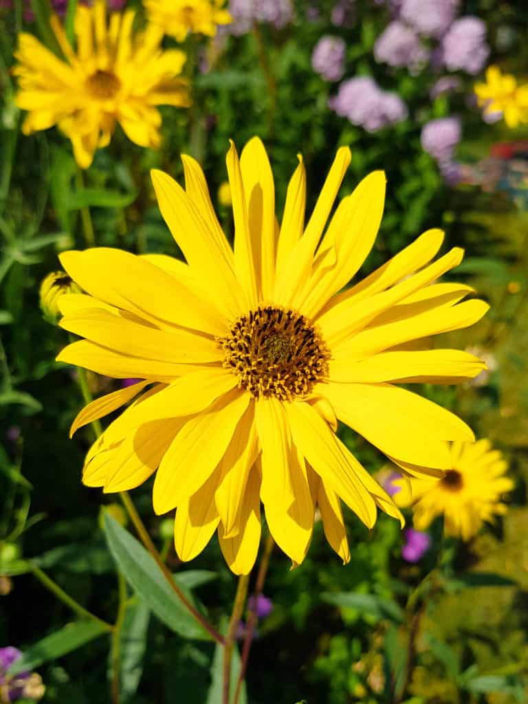 7 Perennial Sunflowers That Bloom Year After Year