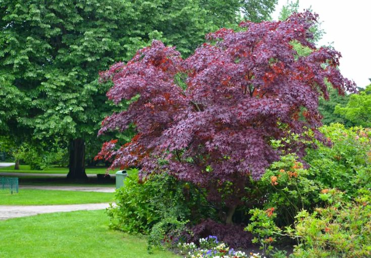 12 Best Specimen Trees, Shrubs & Plants To Bring Focus & Attention