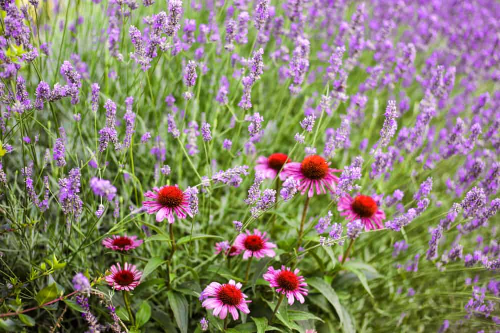 Amazing Plants To Pair With Lavender - gogopalette
