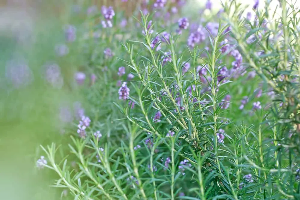 Types of Lavender Plants and Lavender Companion Plants - Burpee