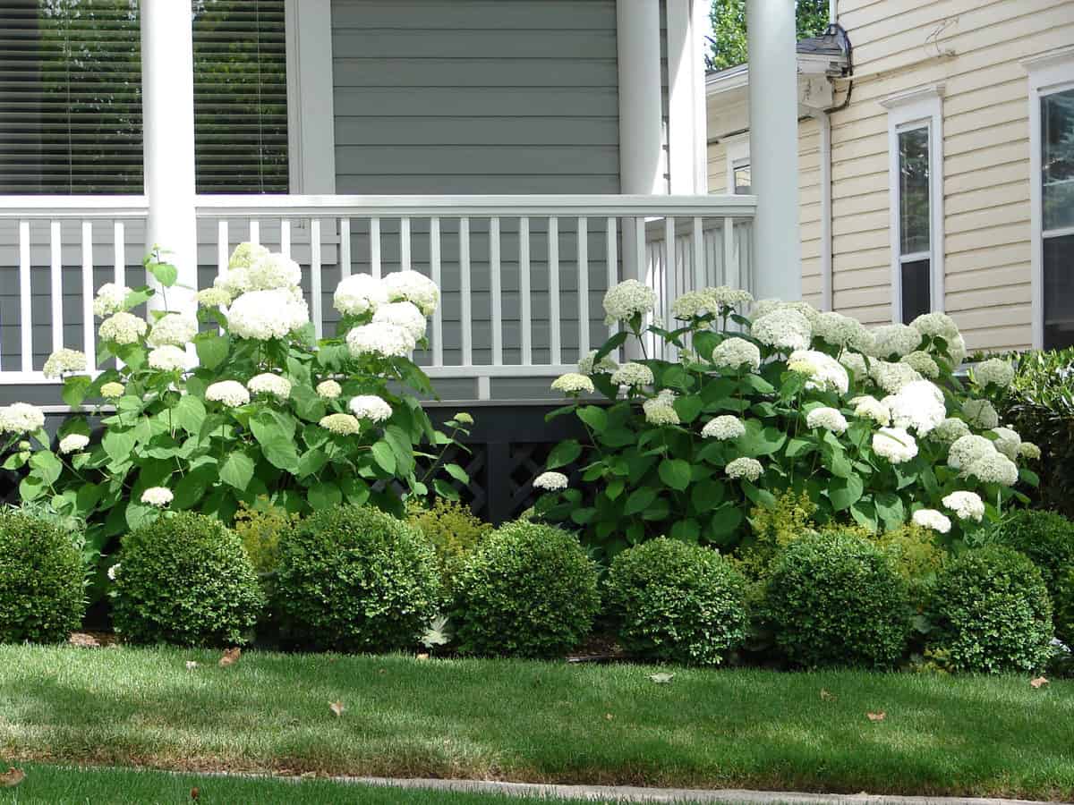 Foundation Planting: 16 Best Foundation Plants & Design Ideas