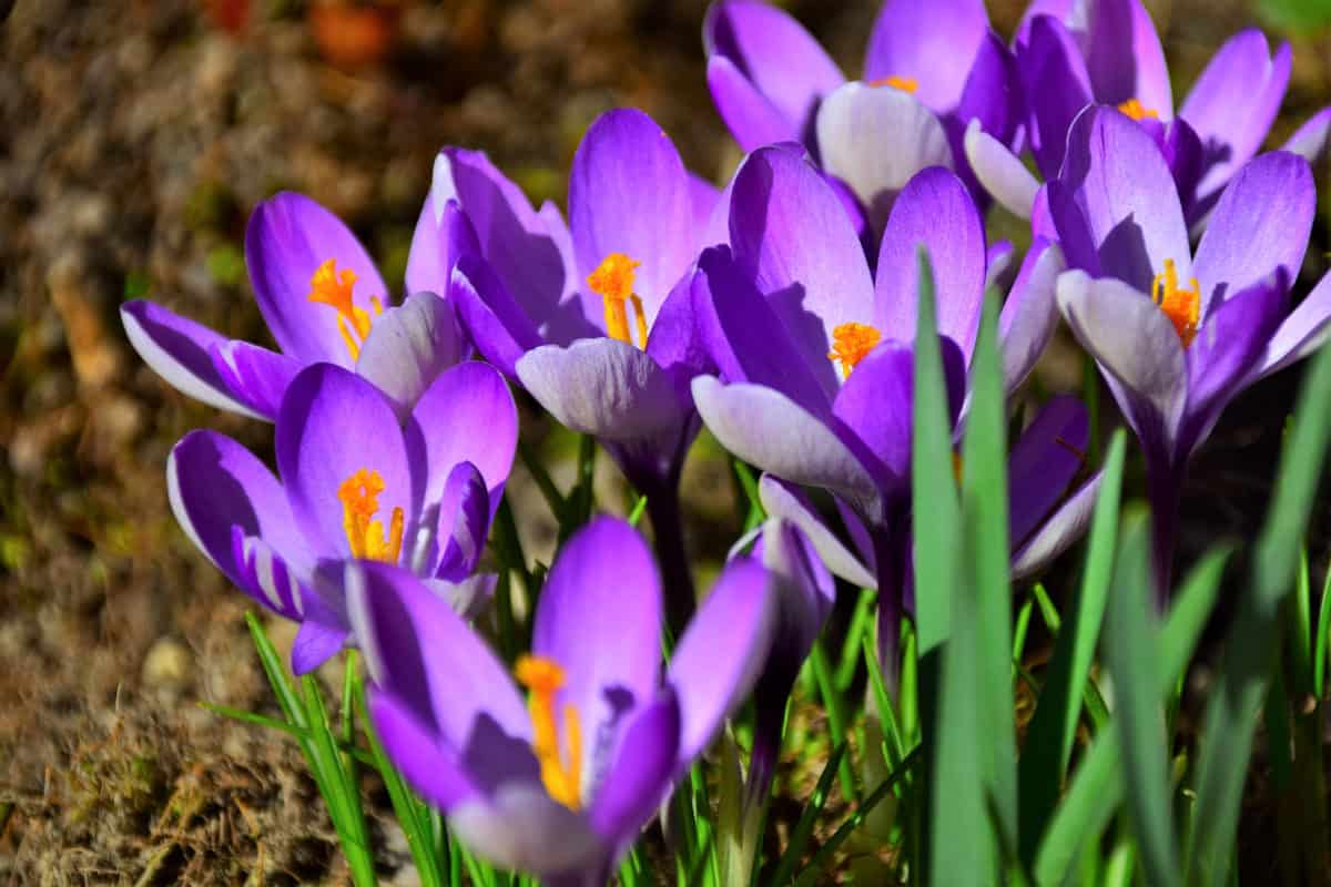 7 Gorgeous Spring-Blooming Bulbs to Plant This Fall