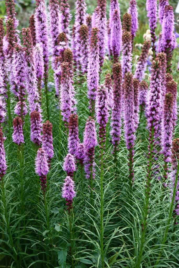 17 Long Living Perennial Flowers: Plant Once & Enjoy For Decades