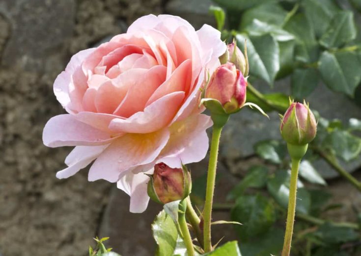 6 Rose Growing Myths Too Many Gardeners Believe