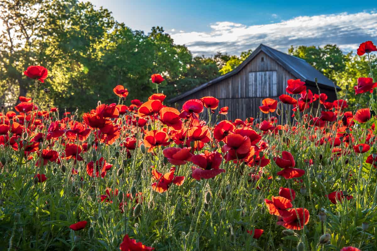 17 Long Living Perennial Flowers Plant Once Enjoy For Decades   Shutterstock 1440528353 