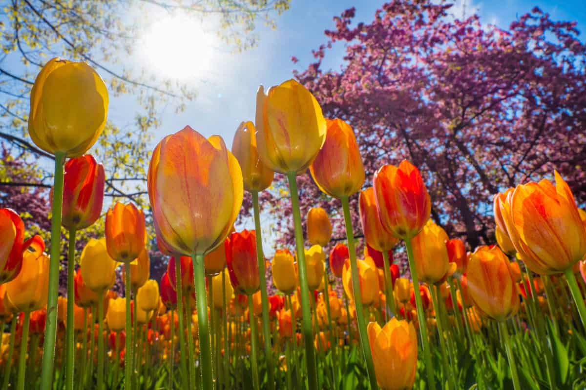 7 Gorgeous Spring-Blooming Bulbs to Plant This Fall