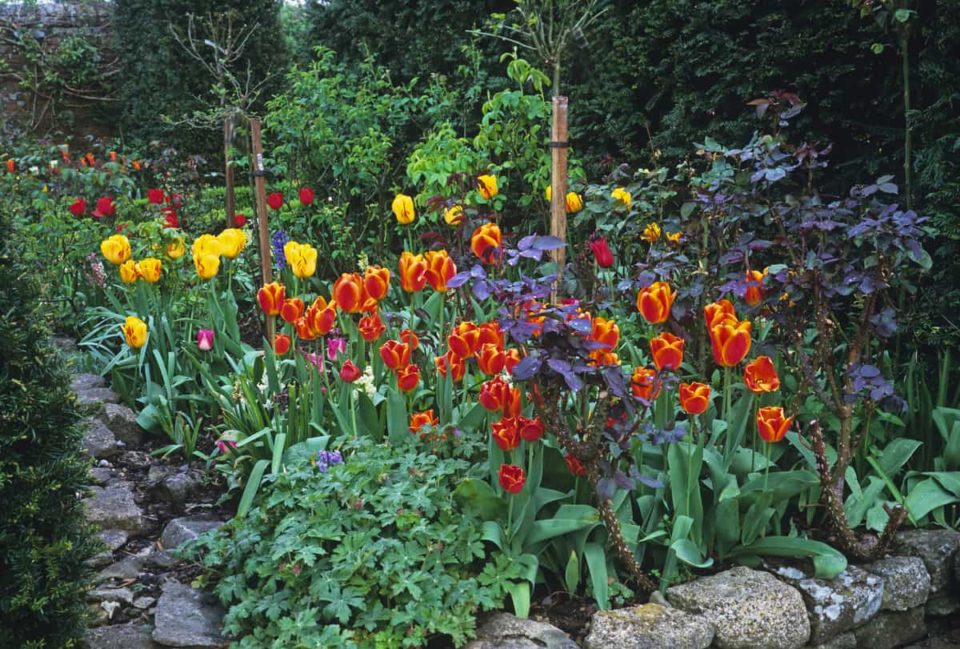 7 Gorgeous Spring-Blooming Bulbs to Plant This Fall