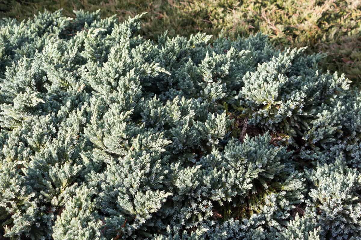 26 Drought Tolerant Plants That Will Survive The Driest Conditions