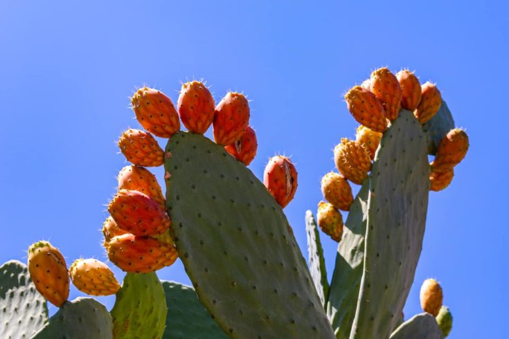 26 Drought Tolerant Plants That Will Survive The Driest Conditions