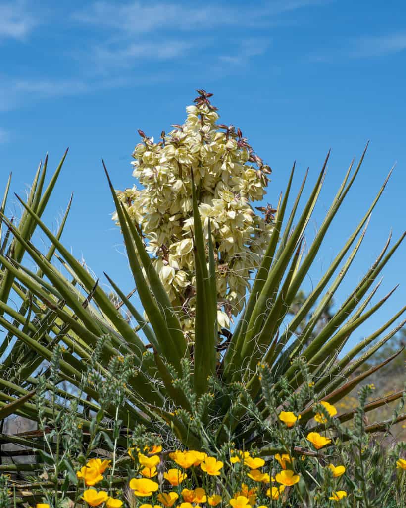 26 Drought Tolerant Plants That Will Survive The Driest Conditions