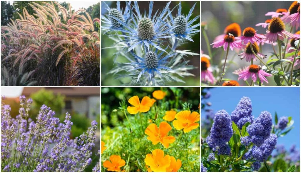 7 Heat And Rain Resistant Flower Plants