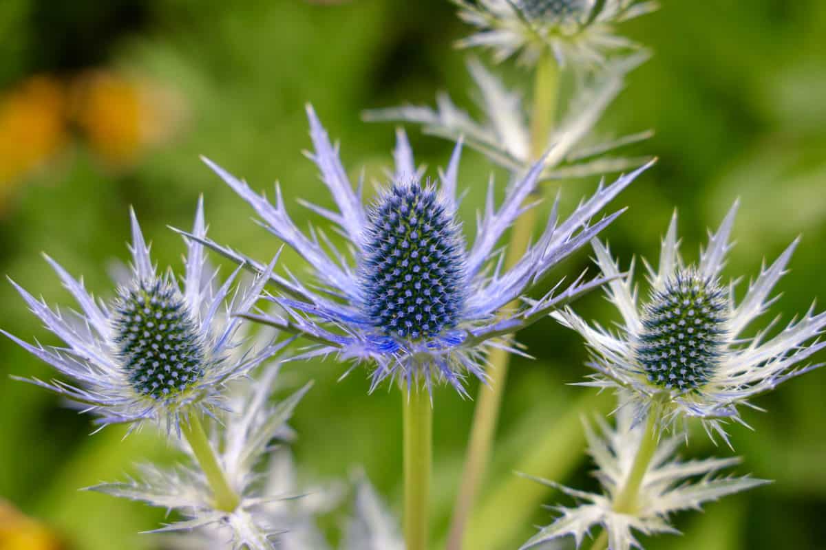 23 Beautiful Perennial Flowers to Plant This Fall