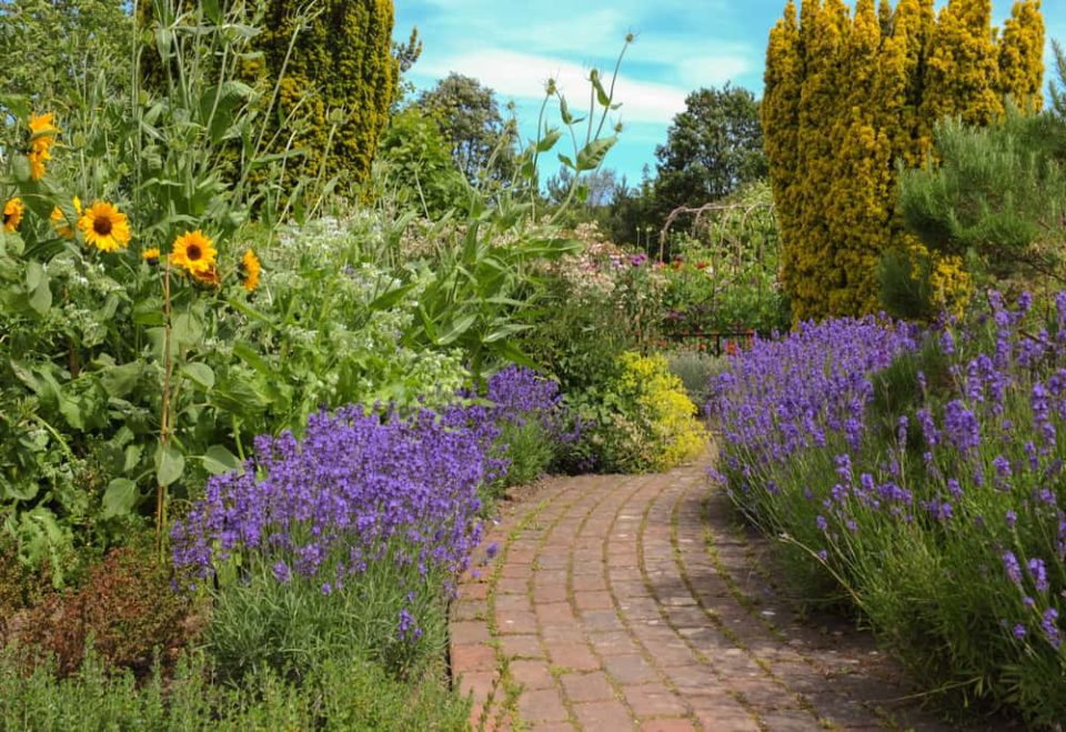 10 Interesting Edging Plants For Your Garden Borders