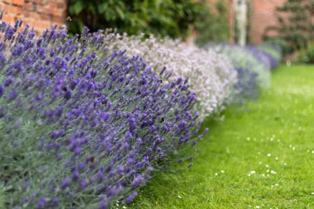 10 Interesting Edging Plants For Your Garden Borders