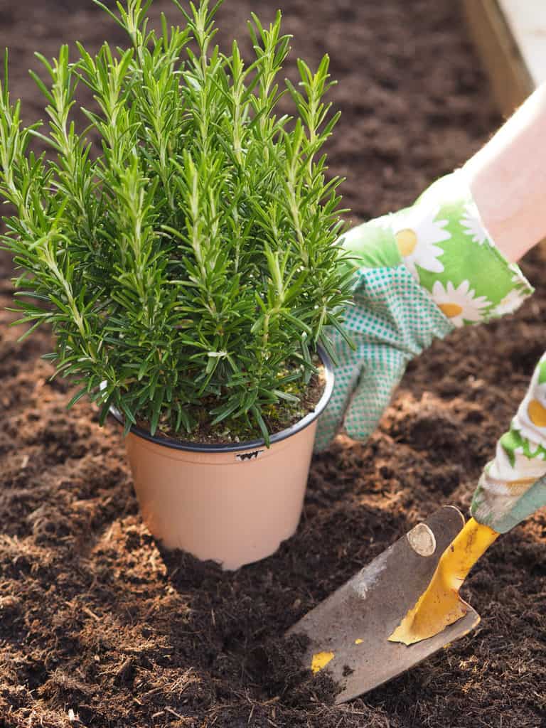 How To Grow A Rosemary Hedge (& 10 Reasons Why You Should)