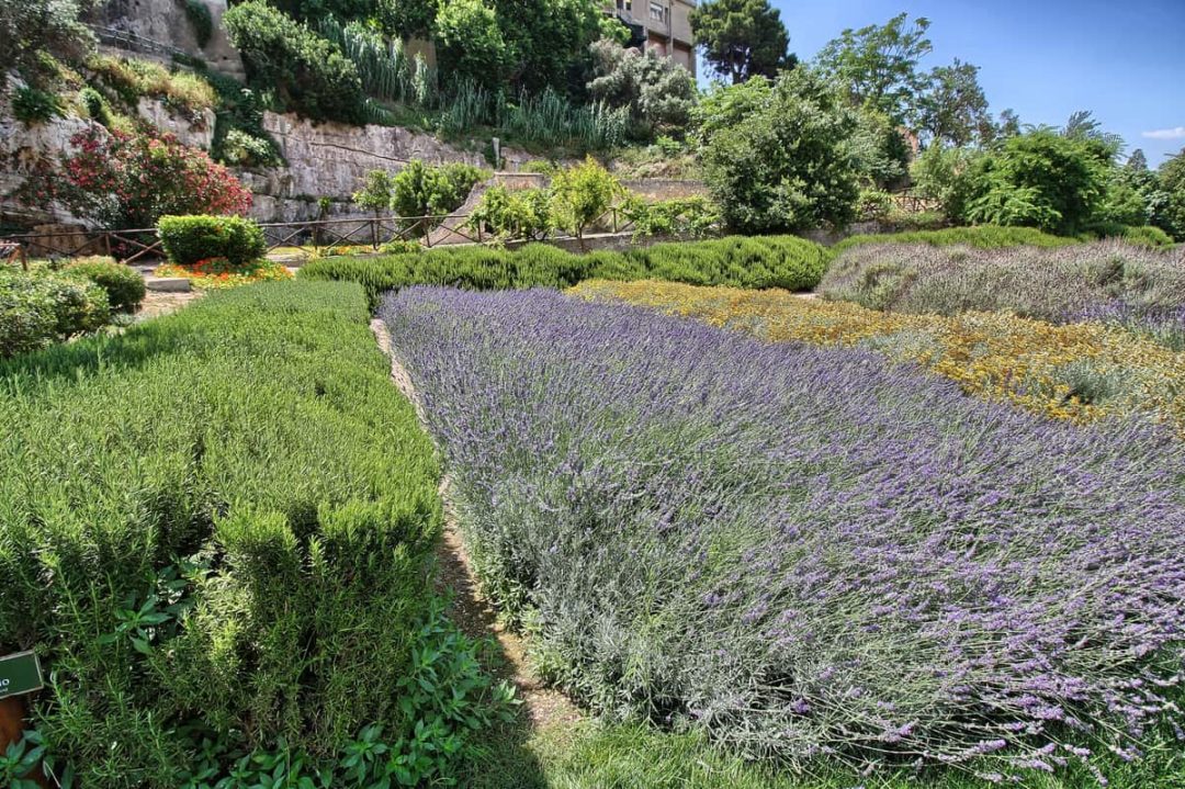 How To Grow A Rosemary Hedge (& 10 Reasons Why You Should)